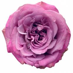 Rosa Ecu. Queens Crown 50cm