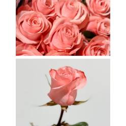 Rosa Ecu. Be Sweet 90cm