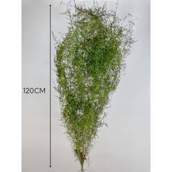 Esparraguera Silvestre Natural 120cm "T25"