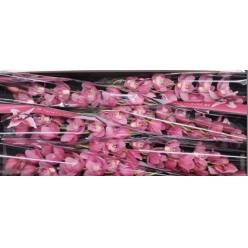 Cymbidium Rosanna 80cm Rs