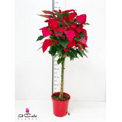 P. Poinsetia Nac. Arbol 20/100cm