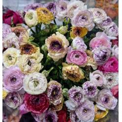 Ranunculos Italia Elegance Capuccino Color 45cm