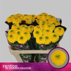 Uniflor Hol. Brasiliana 70gr Ama.