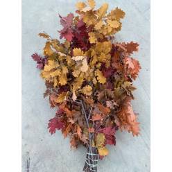 Roble Eichen Estabilizado Otoal 70cm 200g