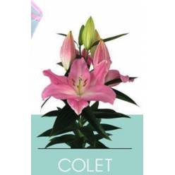 Oriental Hol. Rs. Colet 80cm 4/5 flores