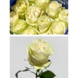 Rosa Ecu. Moonstone 70cm