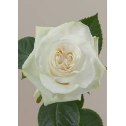 Rosa Ecu. Moonstone 80cm