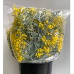 Mimosa Italia Denis Boden 55cm 150gr "P2"