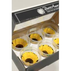 Girasol Preservado Extra XL 6cm (x6uds)