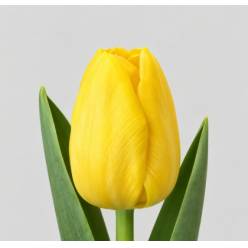Tulipan Hol. Lobke Amarillo 40cm
