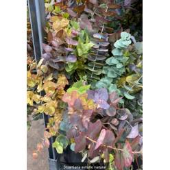 Eucalipto Escerwatiana Italia Otoal 70cm 200gr. (7 Dias - 2)