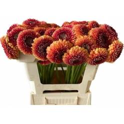 Gerbera Mini Hol. Pomponi Beaker "T20"