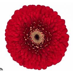 Gerbera Mini Hol. Pomponi Floyd "T20"
