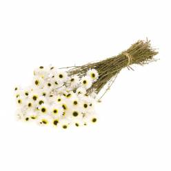 Acroclinium Seco Natural Blanco 50cm 65g