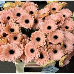 Gerbera Mini Hol. Cheers "T20"