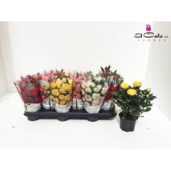 P. Rosal Lotz Of mixto 6Surt 12/27cm "CC10"