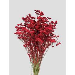 Limonium Nac. Chino Pintado Rojo 70cm "T25"