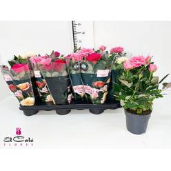 P. Rosal Victory Mixto 10.5/30cm "CC12"