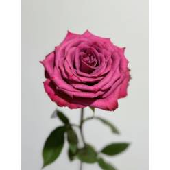 Rosa Ecu. Blueberry 40cm
