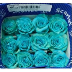 Rosa  Ecu.  Tintada Turquesa 60cm  "T20"