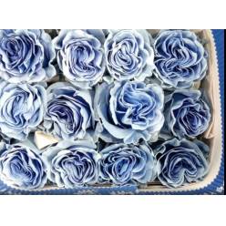 Rosa  Ecu. Tintada Sky Blue 60cm