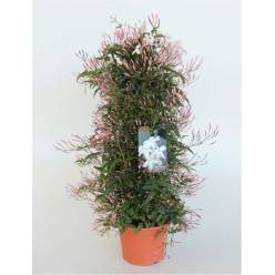 P. Jasmin Nac. Polyanthum Piramide 17/70m x6