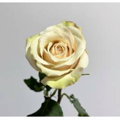 Rosa Ecu. Sahara 50cm (7 Dias - 2)