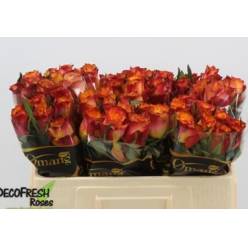 Rosa Hol. Wildfox 50cm