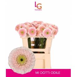 Gerbera Mini Hol. Dotti Odile "T20"