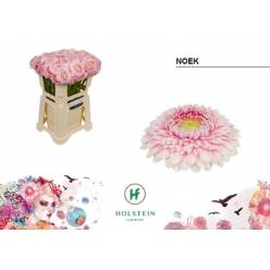 Gerbera Mini Hol. Gerponi Noek "T20"