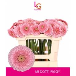 Gerbera Mini Hol. Gerponi Piggy "T20"
