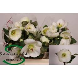 Helleborus Aar Nora White 35cm