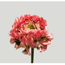Ranunculos Italia Pon Pon Aurora 45cm