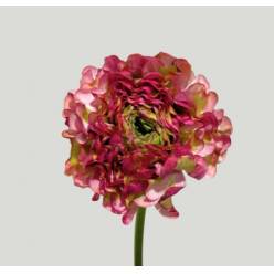 Ranunculos Italia Pon Pon Cerise 45cm