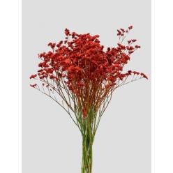 Limonium Nac. Chino Pintado Naranja 70cm "T25"