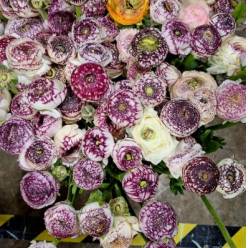 Ranunculos Italia Elegance Cappucicino 45cm