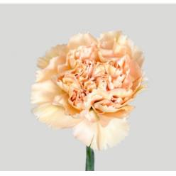 Clavel Nac. 55cm Altamira