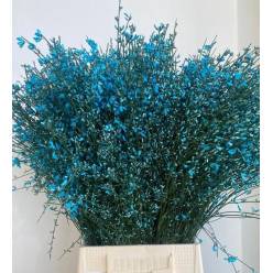 Ginestra Italia Tintada Turquesa 70cm 400gr Paq.