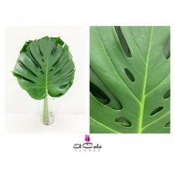 Philodendro Monstera Nac. Pequea "Chipiona"