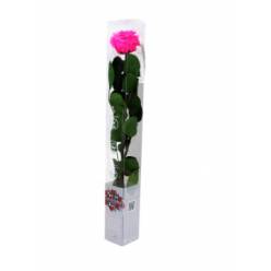 Rosa Preservada Verdissimo Fucsia 5.5x55Hcm