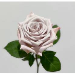 Rosa Ecu. Menta Sideral 50cm (7 Dias - 2)