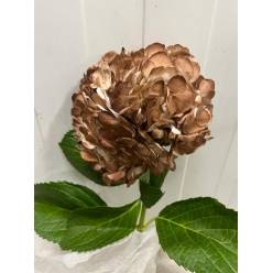 Hortensia Select Tint. Coffee 60cm 15/16