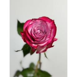 Rosa Col. Deep Purple 60cm