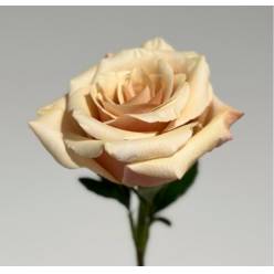 Rosa Col. Mother of Pearl 60cm