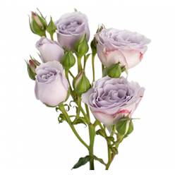 Ramificada Ecu. Silver Mikado 50cm Malva