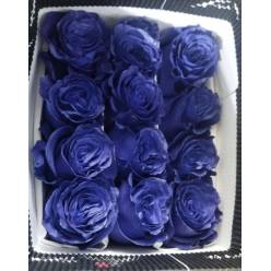 Rosa  Ecu. Tintada Purple 60cm