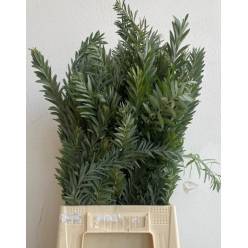 Mimosa Italia Luna Argento 60cm 200gr