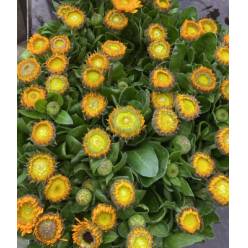 Calendulas Italia Amarilla 50cm