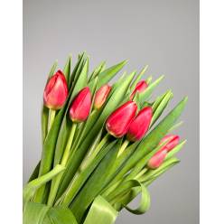 Tulipan Hol. Red Soldier 40cm Rj.