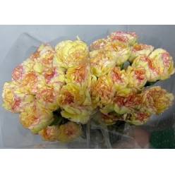 Clavel Col. Standar Bicolor Amarillo
